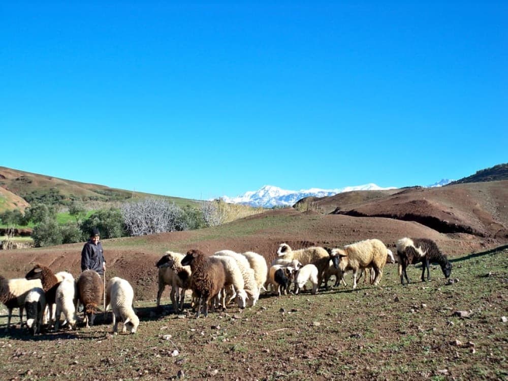 Marrakech: Atlas Mountains and Desert Jeep Safari with Lunch | ®ExcursionMania - Image 11
