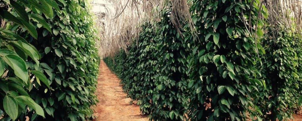 From Phnom Penh: Kampot Day Trip to Beautiful place W/ Guide | ®ExcursionMania - Image 10