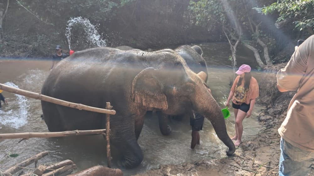 Cambodia Elephant Sanctuary Include Hotel Transfer Roundtrip | ®ExcursionMania - Image 2
