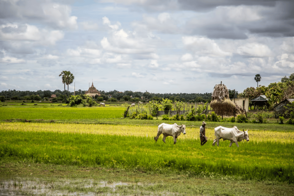Phnom Penh: Phnom Oudong & Koh Chen Village - Lunch include | ®ExcursionMania - Image 6