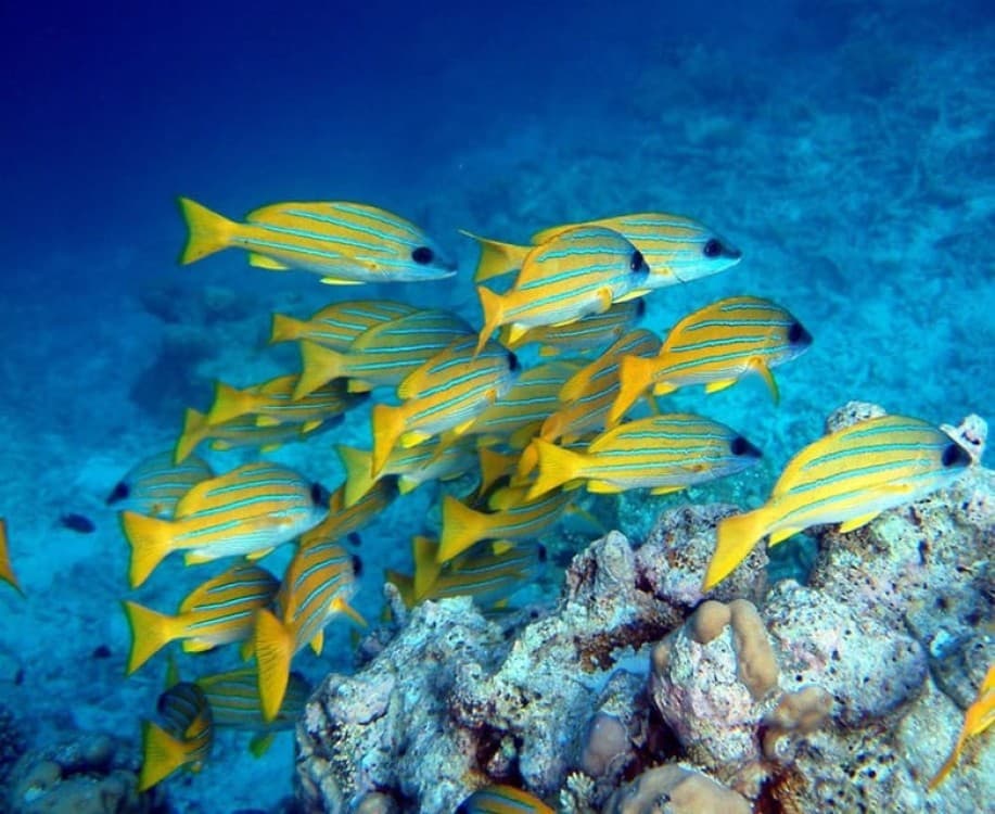 Kuza Cave Tour, Blue Lagoon, The Rock Restaurant, Paje Beach | ®ExcursionMania - Image 1