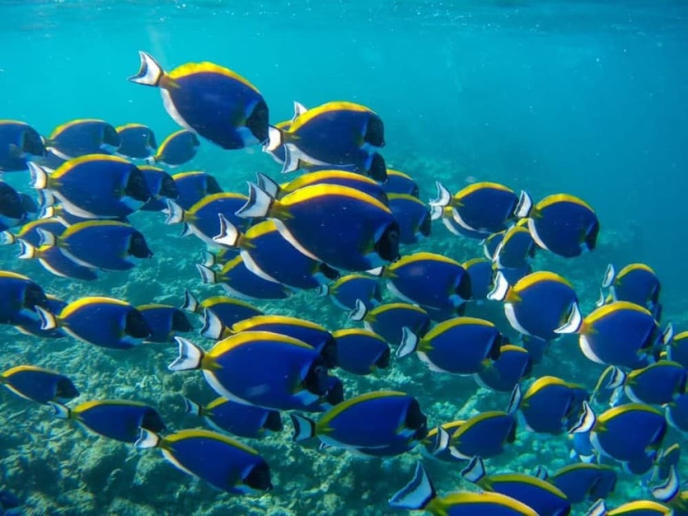 Kuza Cave Tour, Blue Lagoon, The Rock Restaurant, Paje Beach | ®ExcursionMania - Image 2