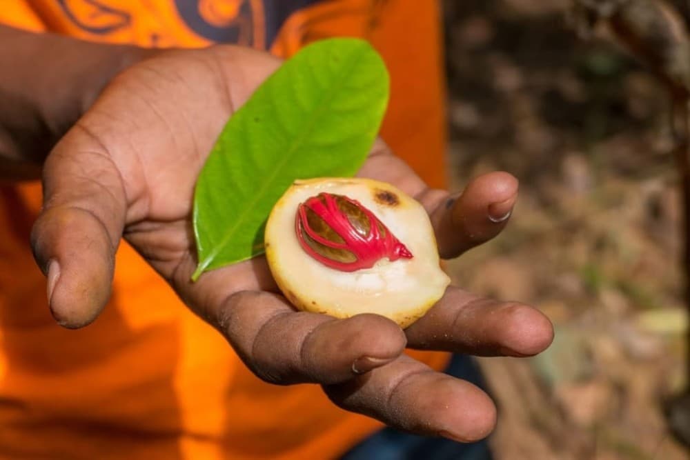 Prison Island, Spice Tour, The Island Pongwe, Kendwa Beach | ®ExcursionMania - Image 11