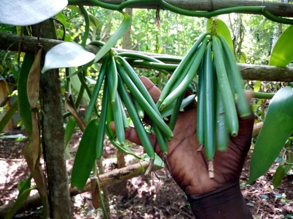 Prison Island, Spice Tour, The Island Pongwe, Kendwa Beach | ®ExcursionMania - Image 1