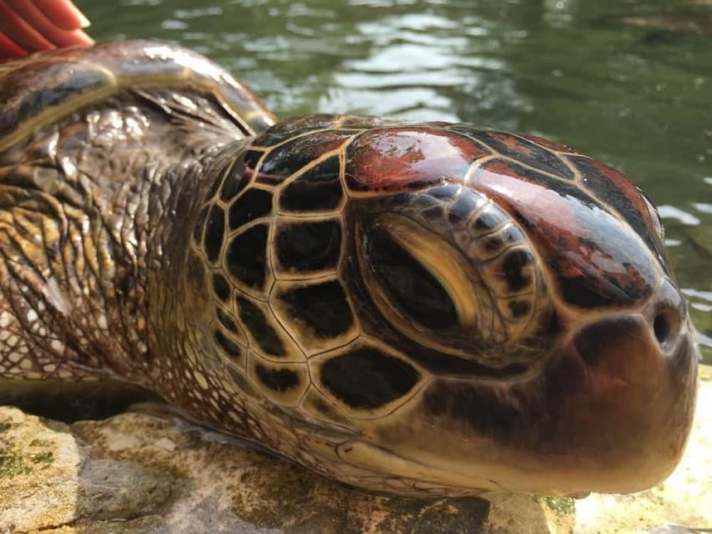 Prison Island, Spice Tour, The Island Pongwe, Kendwa Beach | ®ExcursionMania - Image 7