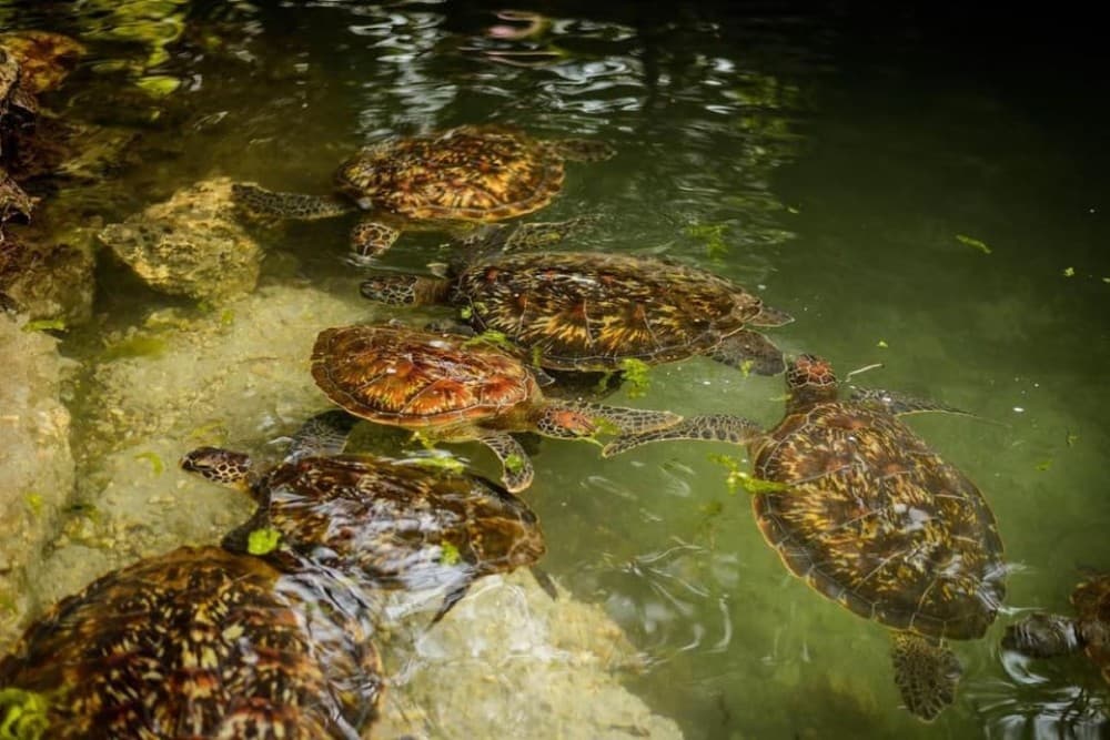 Prison Island, Spice Tour, The Island Pongwe, Kendwa Beach | ®ExcursionMania - Image 8