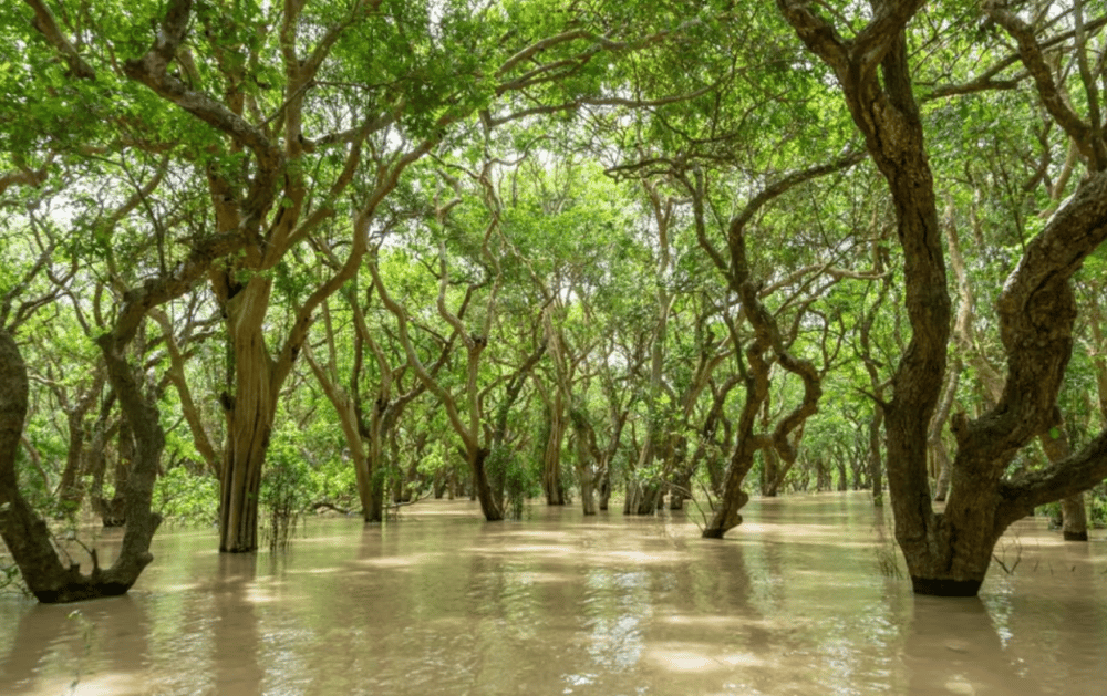 Kompong Pluk Tour | ®ExcursionMania - Image 7