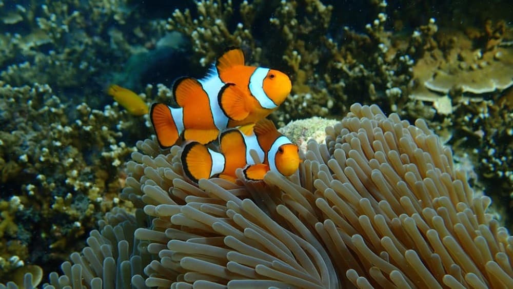 From Phuket: Surin Islands Snorkeling Day Trip with Lunch | ®ExcursionMania - Image 2