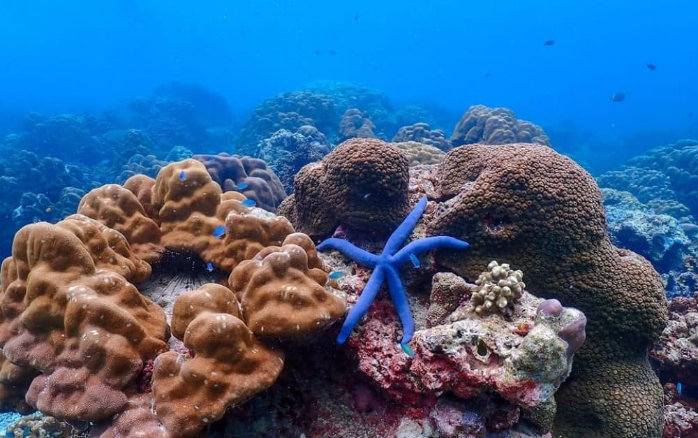 From Phuket: Surin Islands Snorkeling Day Trip with Lunch | ®ExcursionMania - Image 9