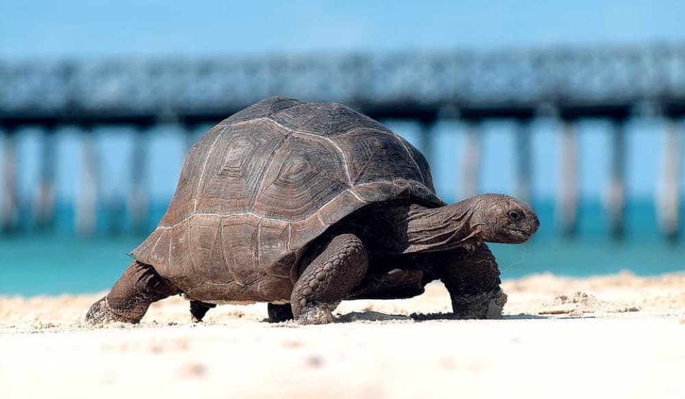 Prison island and Nakupenda sandbank | ®ExcursionMania - Image 6
