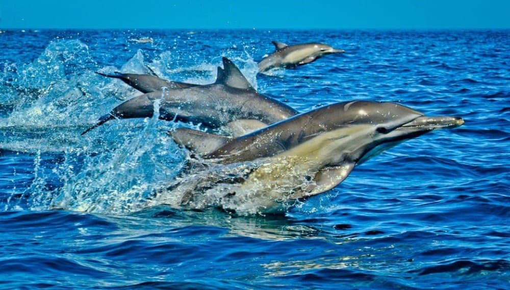 Dolphin Tour, Starfish Tour, BlueLagoon, The Rock, Kuza Cave | ®ExcursionMania - Image 7