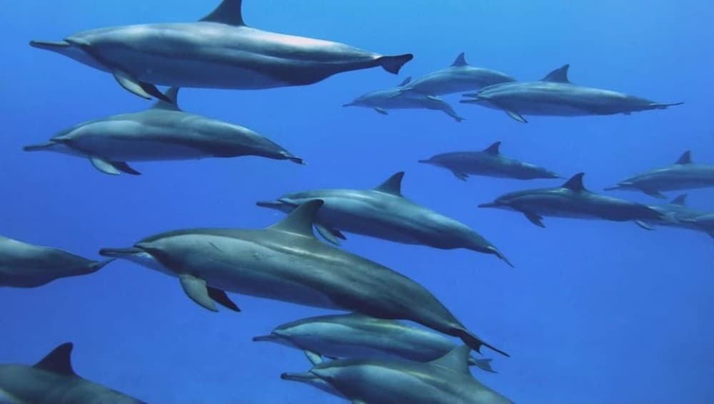 Dolphin Tour, Starfish Tour, BlueLagoon, The Rock, Kuza Cave | ®ExcursionMania - Image 10