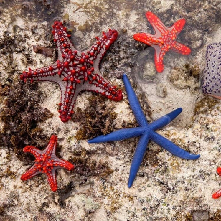 Dolphin Tour, Starfish Tour, Blue Lagoon, The Rock, Jozani | ®ExcursionMania - Image 8