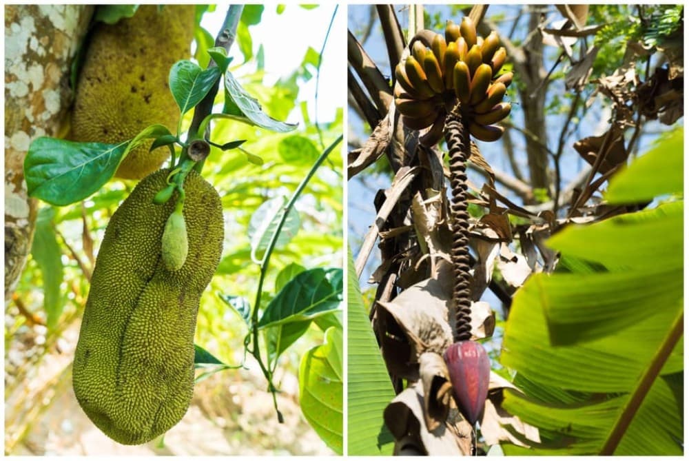 Zanzibar : Spice Farms Tour & Traditional Cooking Class | ®ExcursionMania - Image 5