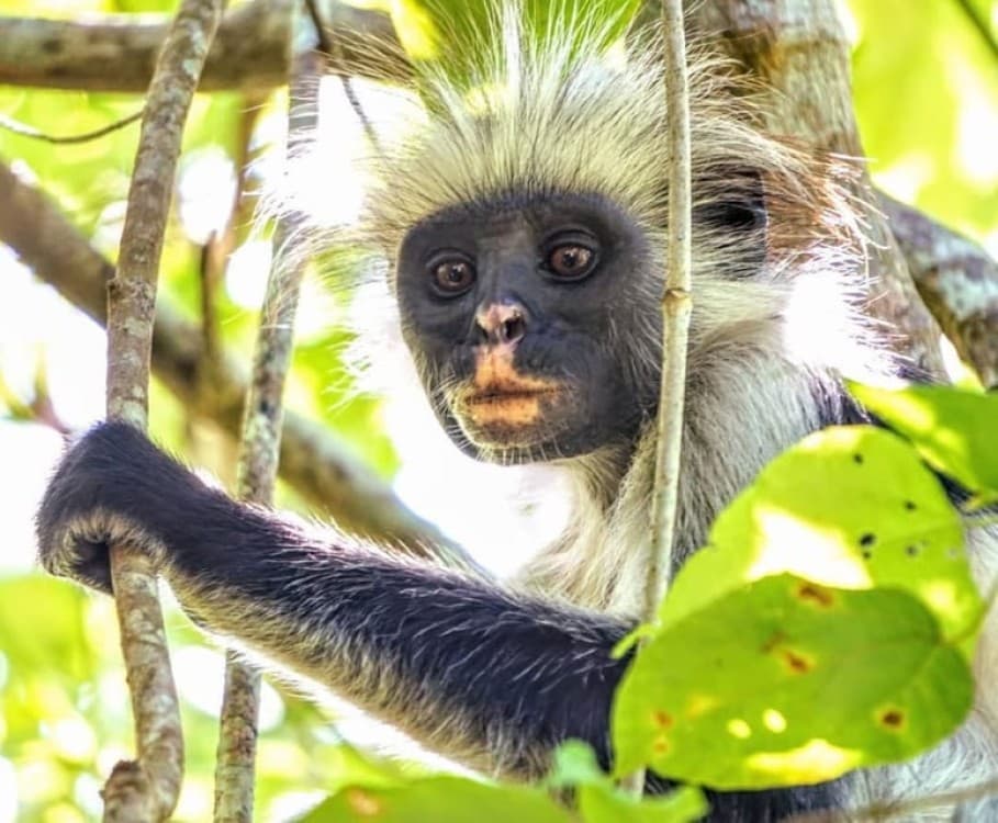 Jozani Forest, Ngonga Cave, Kuza Cave, The Rock Restaurant | ®ExcursionMania - Image 9