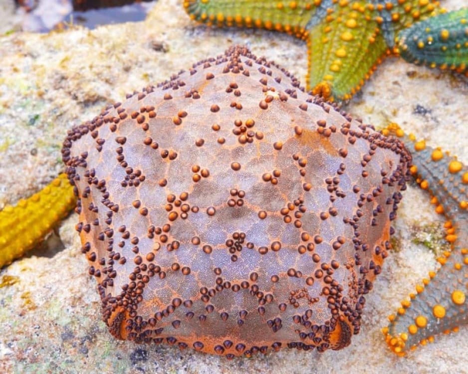 Kuza Cave, Blue Lagoon, The Rock Restaurant, Kaefunk Beach | ®ExcursionMania - Image 8