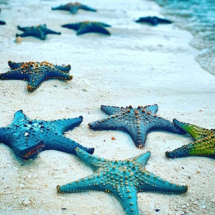 Blue Lagoon, Starfish Tour, The Rock, Kuza Cave, Paje Beach | ®ExcursionMania - Image 9