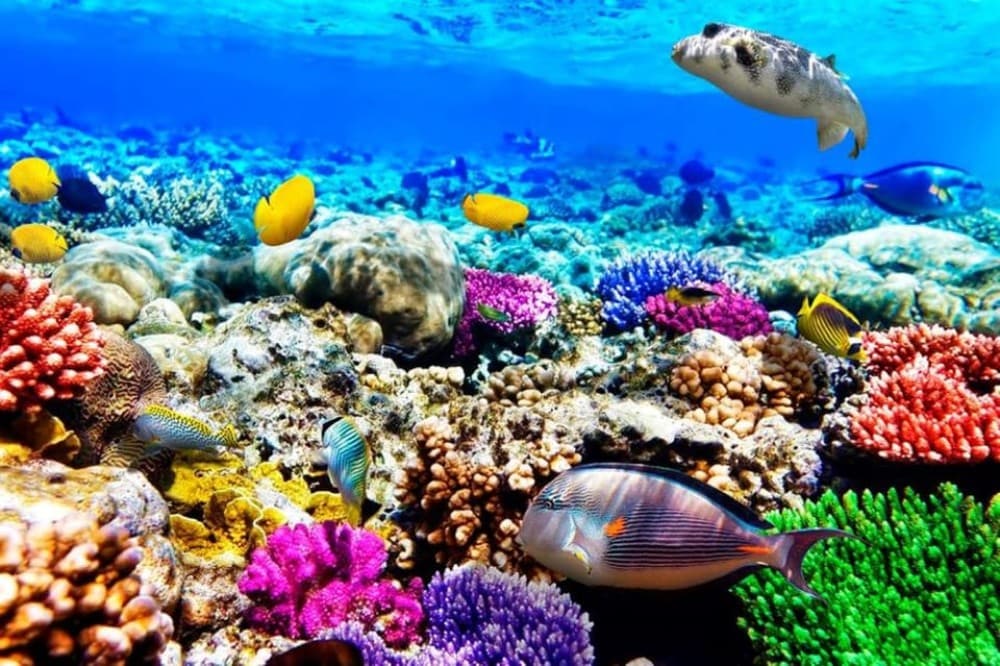 Blue Lagoon, Starfish Tour, The Rock, Kuza Cave, Paje Beach | ®ExcursionMania - Image 8