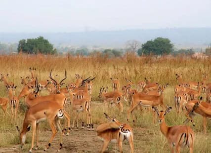 Mikumi National Park Day Visit | ®ExcursionMania - Image 2