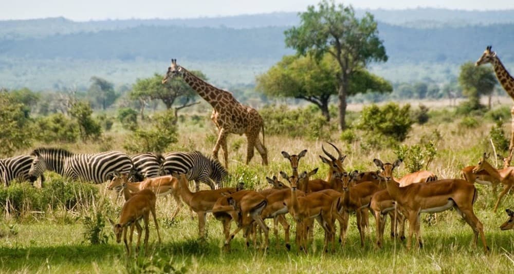 Mikumi National Park Day Visit | ®ExcursionMania - Image 9