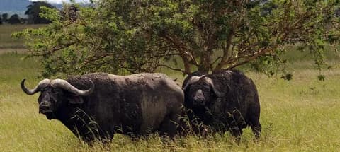 Mikumi National Park Day Visit | ®ExcursionMania - Image 5