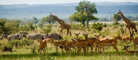 Mikumi National Park Day Visit | ®ExcursionMania - Image 6