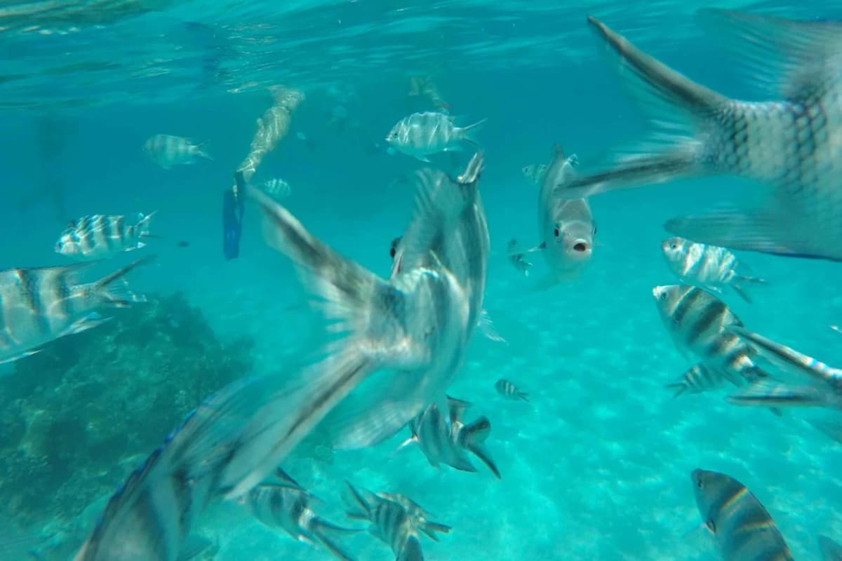Dolphin & Tumbatu Island Snorkeling | ®ExcursionMania - Image 1