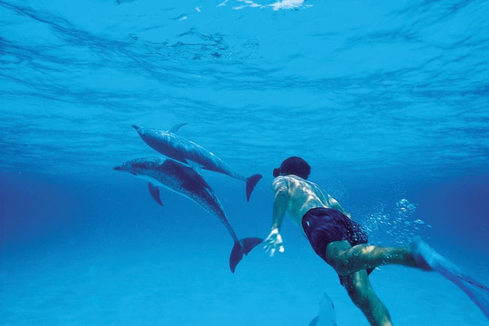 Zanzibar: Mnemba Snorkeling and Dolphin Tour with Dhow Boat | ®ExcursionMania - Image 2