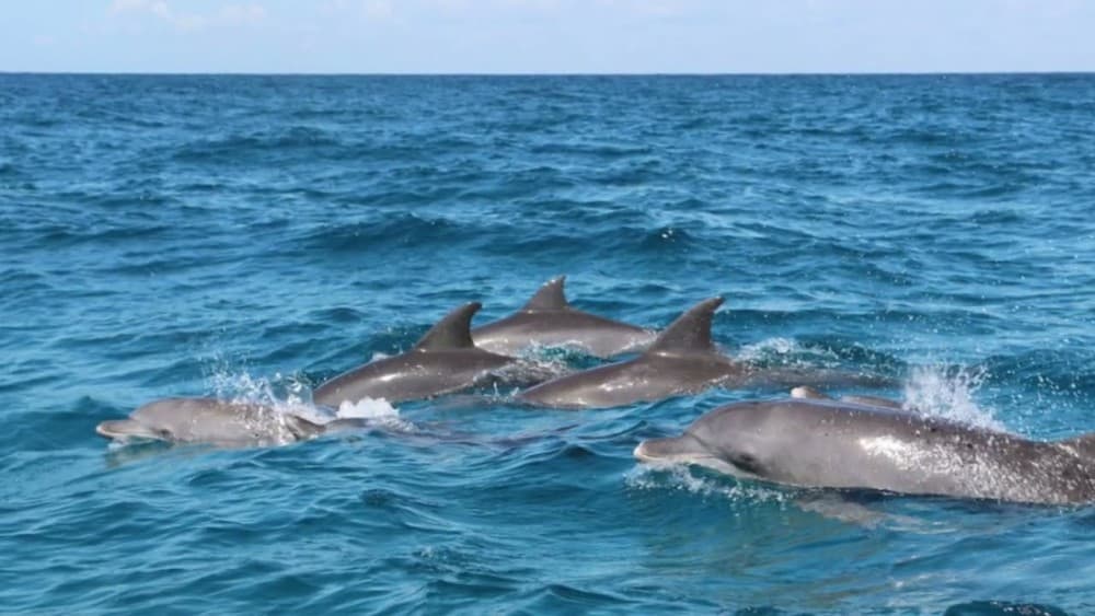 Zanzibar: Mnemba Snorkeling and Dolphin Tour with Dhow Boat | ®ExcursionMania - Image 4