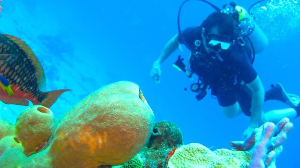 Zanzibar: Mnemba Snorkeling and Dolphin Tour with Dhow Boat | ®ExcursionMania - Image 7