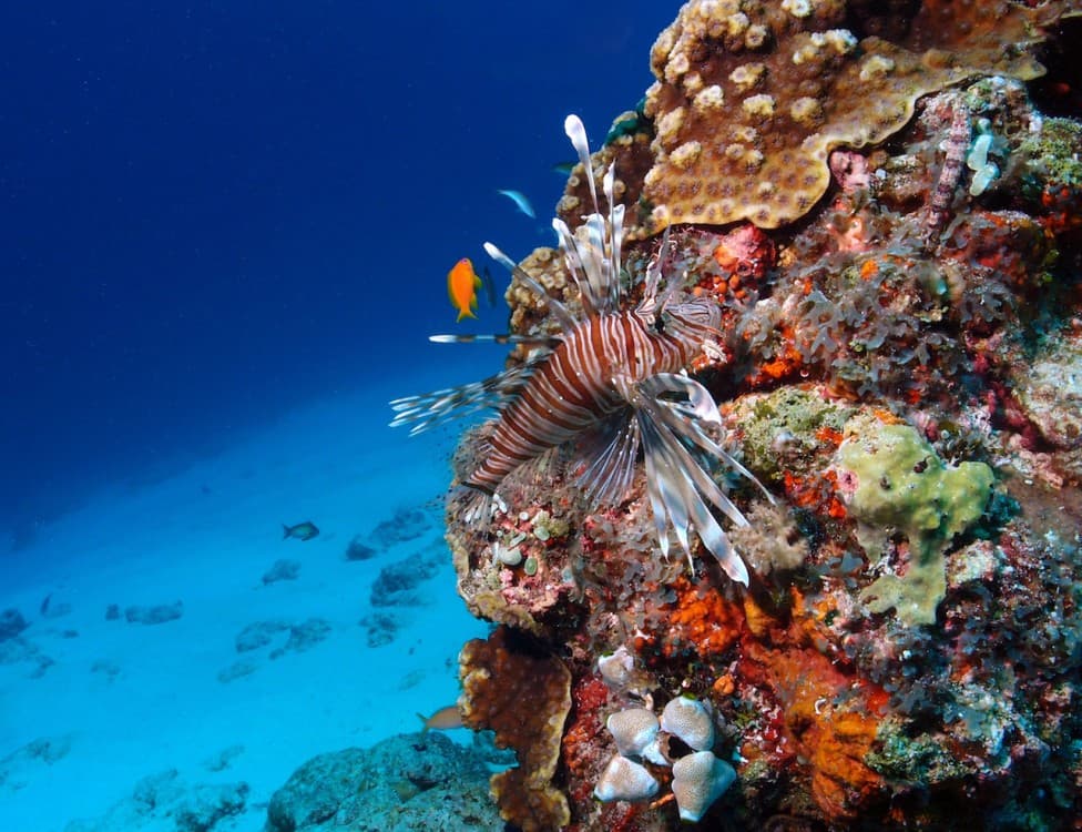 Zanzibar: Mnemba Snorkeling and Dolphin Tour with Dhow Boat | ®ExcursionMania - Image 12