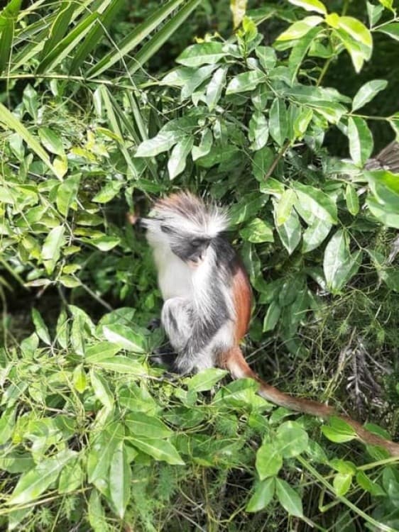 Zanzibar: Jozani Forest Walking Tour | ®ExcursionMania - Image 1