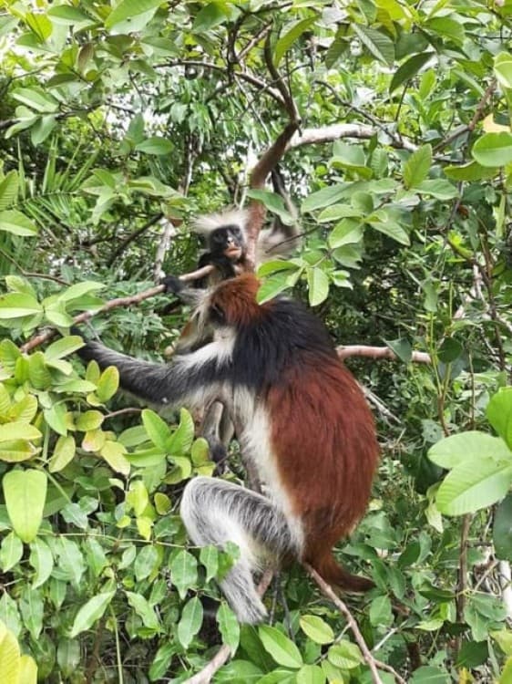 Zanzibar: Jozani Forest Walking Tour | ®ExcursionMania - Image 3