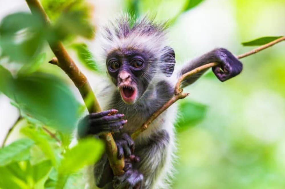 Zanzibar: Jozani Forest Walking Tour | ®ExcursionMania - Image 5