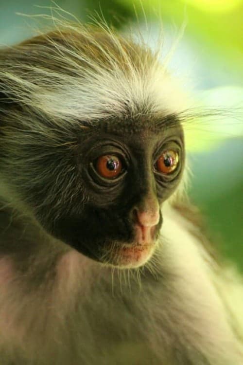 Zanzibar: Jozani Forest Walking Tour | ®ExcursionMania - Image 6