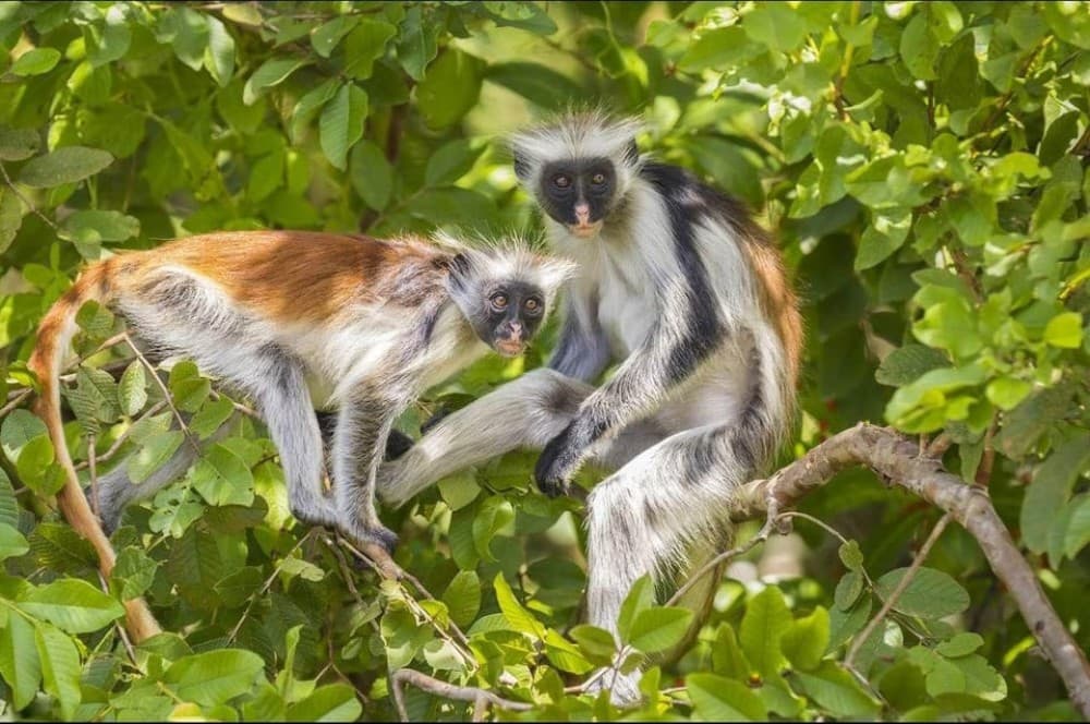 Zanzibar: Jozani Forest Walking Tour | ®ExcursionMania - Image 9