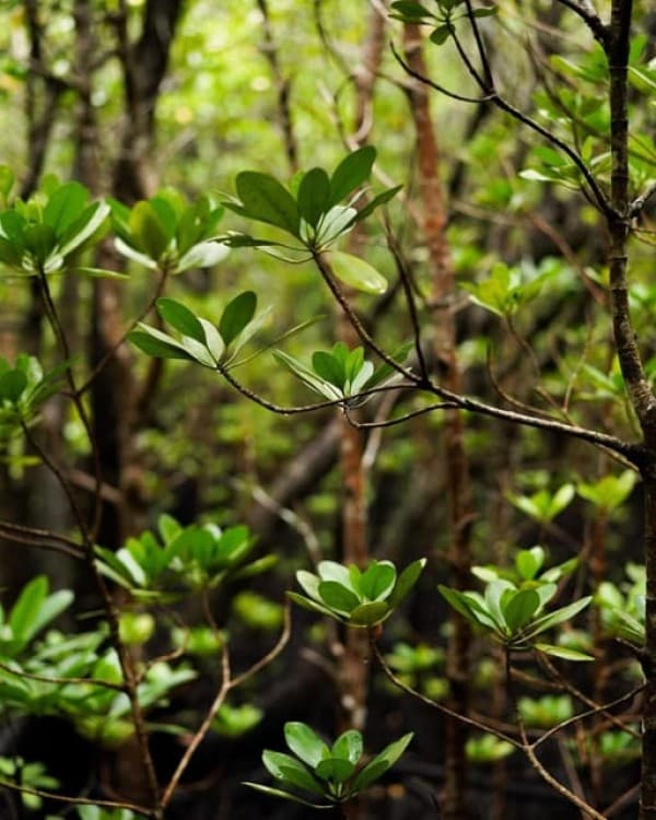 Zanzibar: Jozani Forest with Stone Town Walking Tour | ®ExcursionMania - Image 4