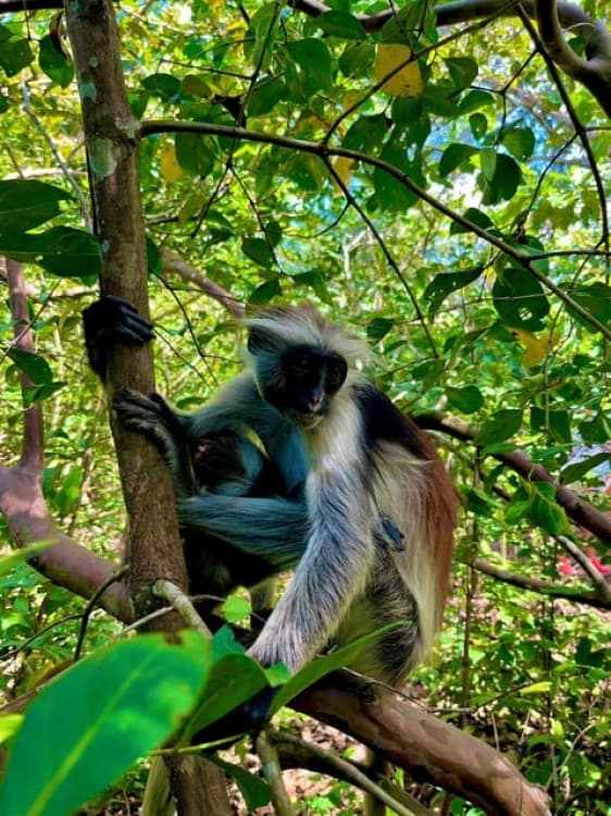 Zanzibar: Jozani Forest with Stone Town Walking Tour | ®ExcursionMania - Image 5