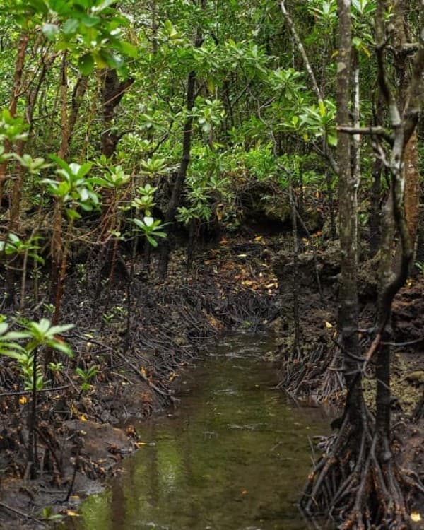 Zanzibar: Jozani Forest with Stone Town Walking Tour | ®ExcursionMania - Image 6