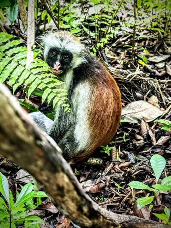 Zanzibar: Jozani Forest with Stone Town Walking Tour | ®ExcursionMania - Image 7