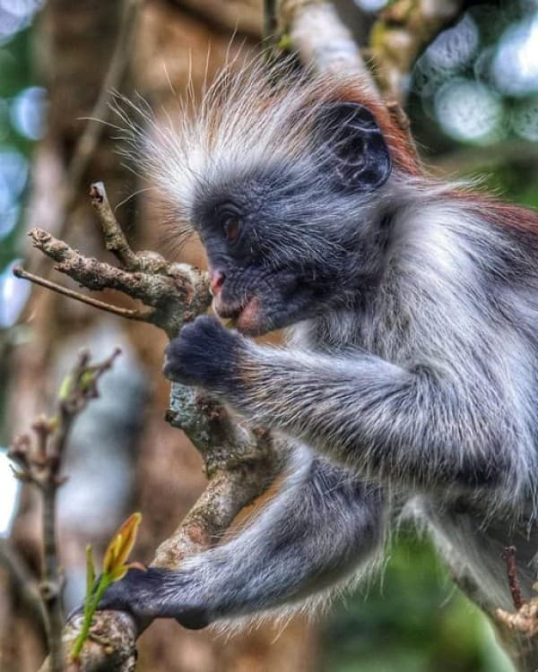 Zanzibar: Jozani Forest with Stone Town Walking Tour | ®ExcursionMania - Image 8