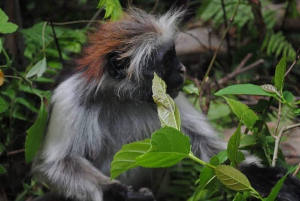 Zanzibar: Jozani Forest with Stone Town Walking Tour | ®ExcursionMania - Image 9