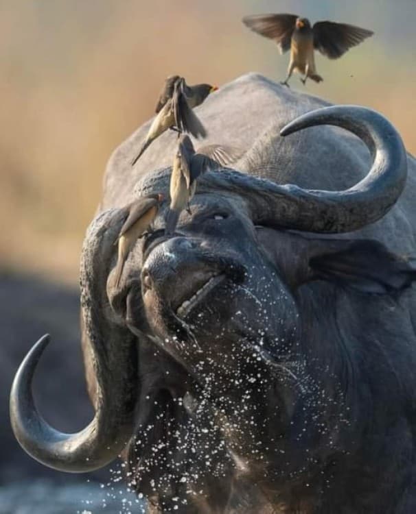 Day Trip Safari From Zanzibar to Mikumi Using Ferry and SGR | ®ExcursionMania - Image 2