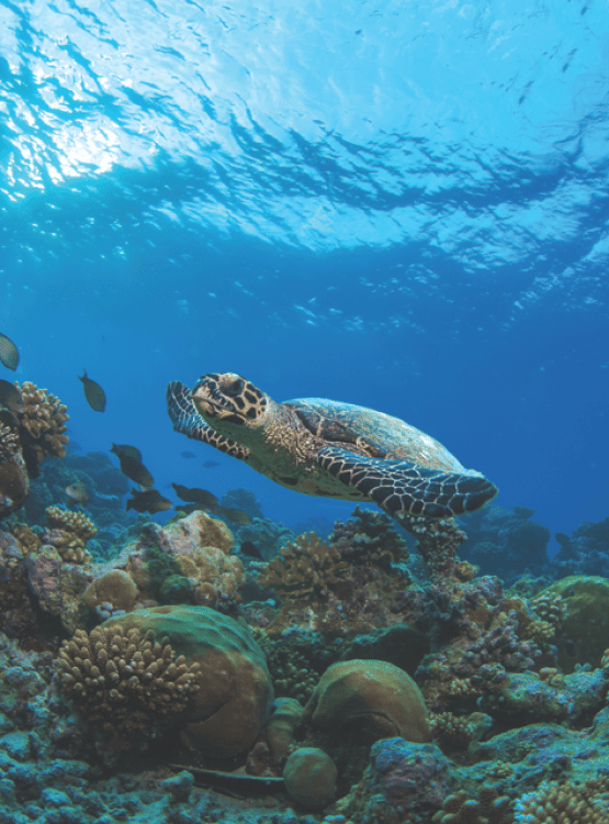 Phuket: Similan Islands Boat Trip with 3 Meals and Transfer | ®ExcursionMania - Image 1