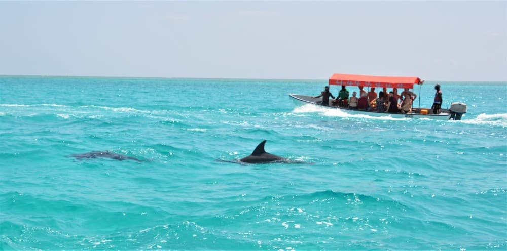 Zanzibar: Mnemba atoll, dolphin & snorkelling tour | ®ExcursionMania - Image 7