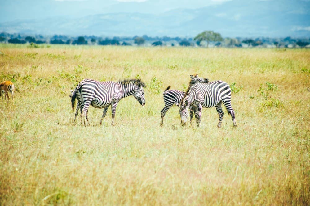 Zanzibar: Safari Day trip from Zanzibar to Mikumi | ®ExcursionMania - Image 2