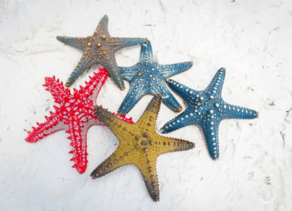 Zanzibar: Snorkeling at blue lagoon & Star fish tour | ®ExcursionMania - Image 3