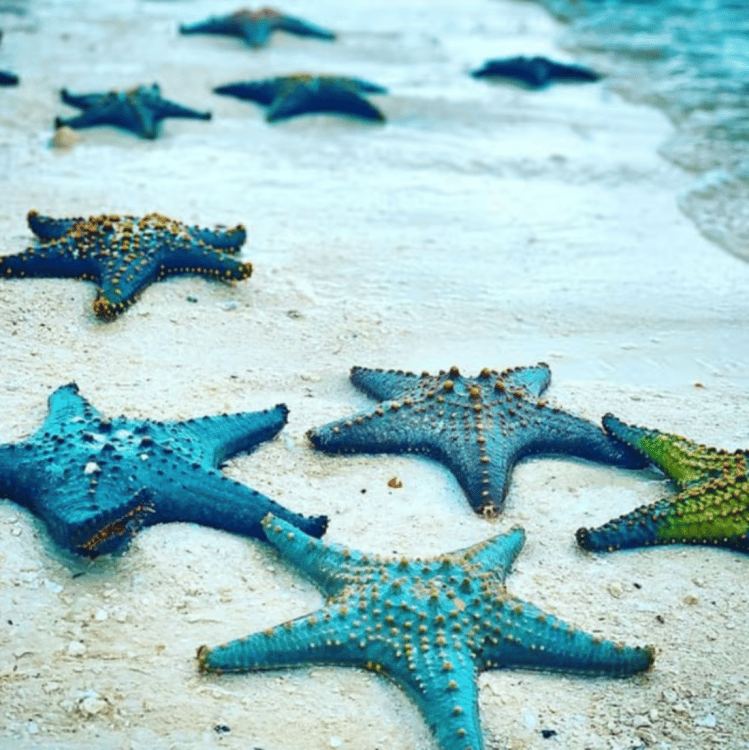 Zanzibar: Snorkeling at blue lagoon & Star fish tour | ®ExcursionMania - Image 4