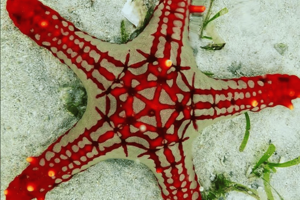 Zanzibar: Snorkeling at blue lagoon & Star fish tour | ®ExcursionMania - Image 6