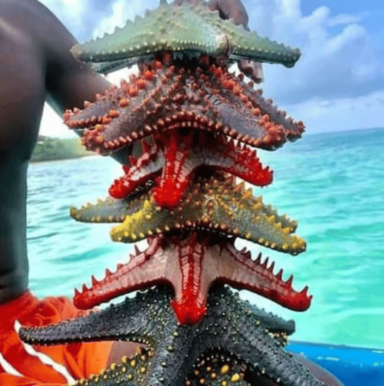 Zanzibar: Snorkeling at blue lagoon & Star fish tour | ®ExcursionMania - Image 5